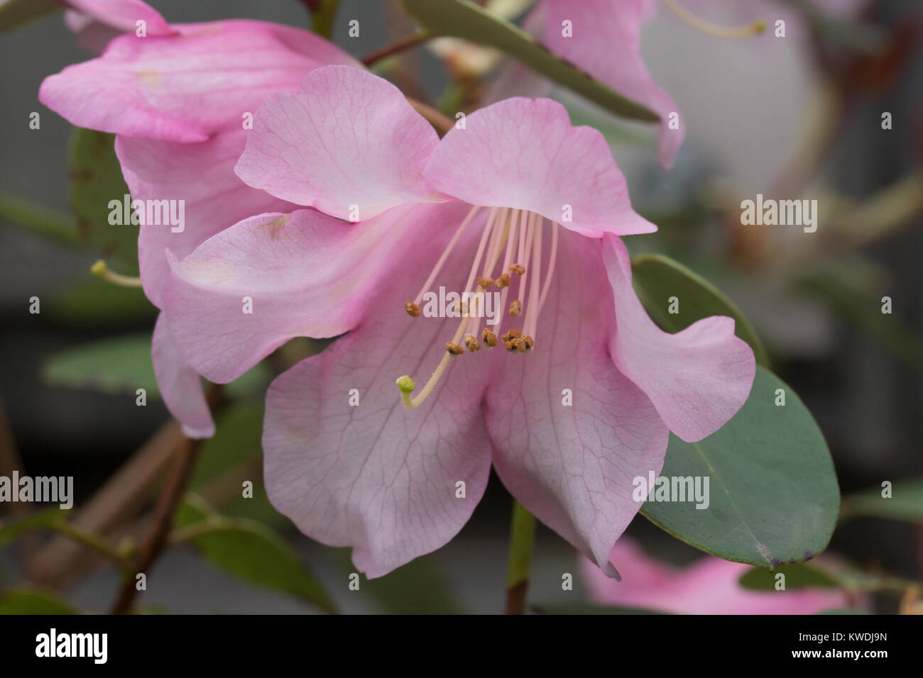 Bis nahe an den Blüten der Rhododendron williamsianum, beheimatet in China Stockfoto