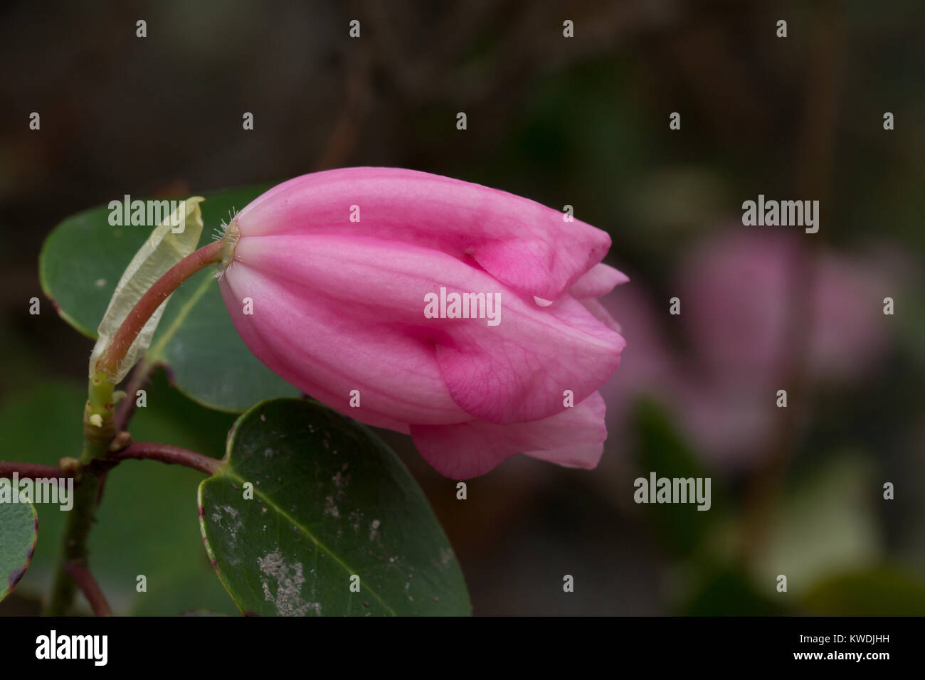 Bis nahe an den Blüten der Rhododendron williamsianum, beheimatet in China Stockfoto