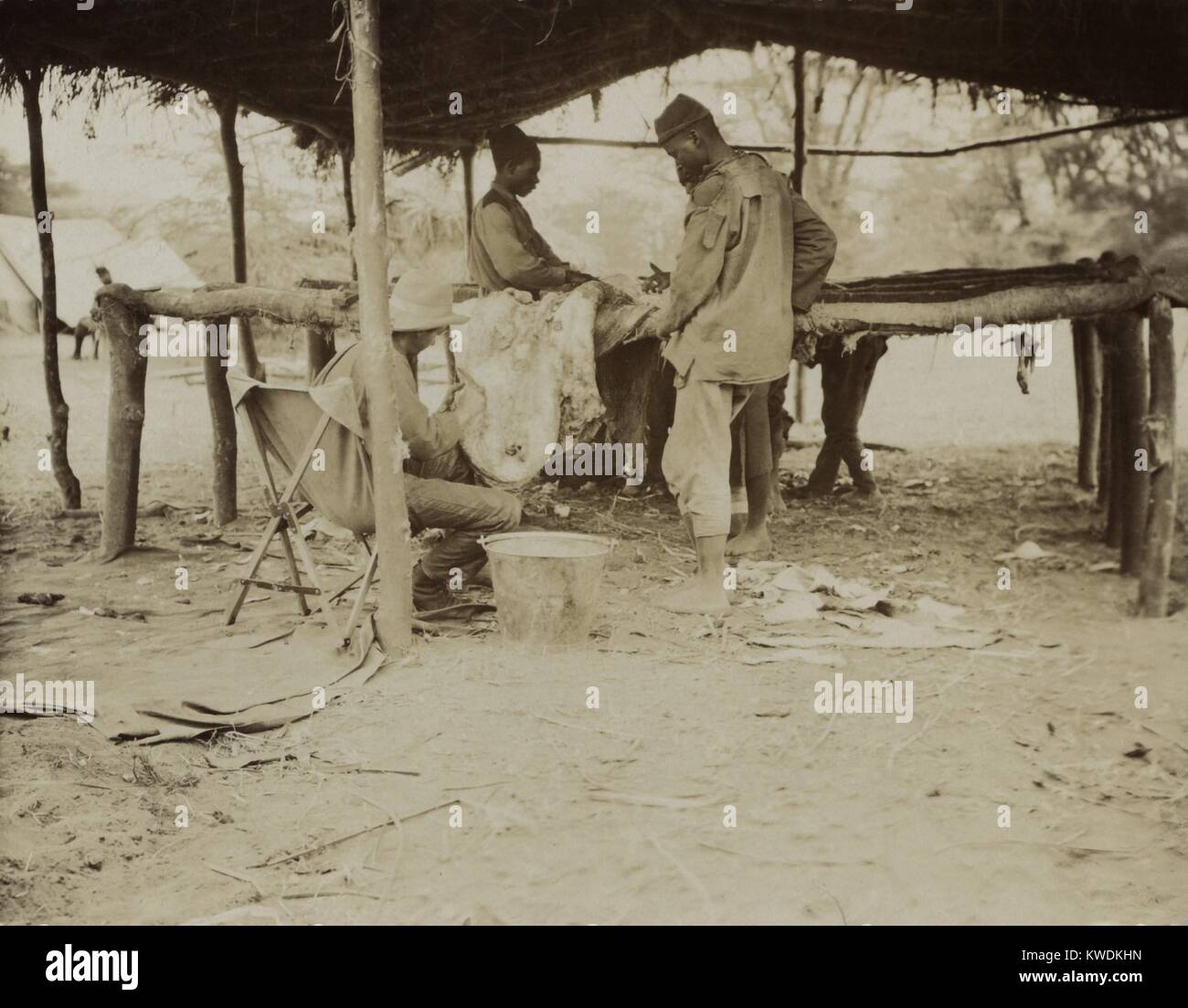 Edmund Heller (sitzend), Smithsonian Naturforscher, arbeitet mit afrikanischen Männer ein Muster zu reinigen. Der Schädel und die Haut würde für Tierpräparation vom Smithsonians Natural History Museum bewahrt werden. Smithsonian - Roosevelt African Expedition, Juli 1909 - Feb. 1910 (BSLOC_2017_8_11) Stockfoto