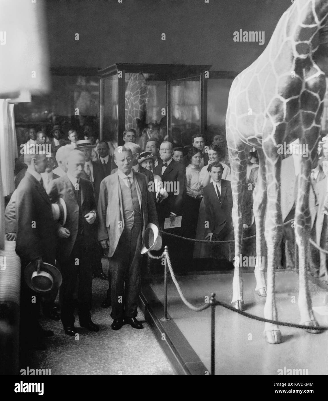 Oberst Theodore Roosevelt an einer Zeremonie an National Museum, C. 1914-1917. Jetzt das Smithsonian Museum of Natural History nannte es hält Roosevelts East African Flora und Fauna Proben während der Smithsonian - Roosevelt African Expedition von 1909-10 (BSLOC 2017 8 69) Stockfoto