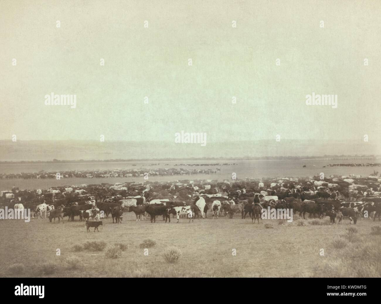 Tolles Stück Vieh ersetzt der Büffel auf dem Grasland von South Dakota in den 1880er Jahren. Gen. Nelson Miles vergeblich befürwortete die ehemals nomadischen Lakotas gegeben werden Herden als Hirten zu verwalten. Statt die indischen Behörden gefördert Europe-American stil Landwirtschaft (BSLOC 2017 18 59) Stockfoto