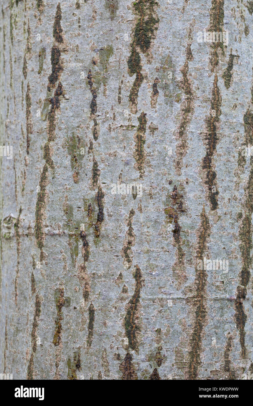 Grau-Erle, Grauerle, Rinde, Borke, Stamm, Baumstamm, Erle, Alnus Incana, Grau, Grau Erle Erle, Rinde, Rinde, Stamm, Stamm, Aulne Blanc Stockfoto
