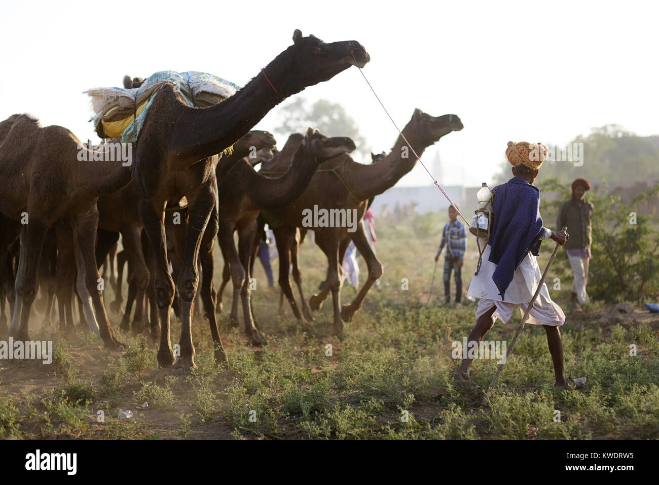 Szene in Pushkar Camel Fair, Senior Trader tragen Turban, seine Herde Kamele auf den Markt, Pushkar, Rajasthan, Indien Stockfoto