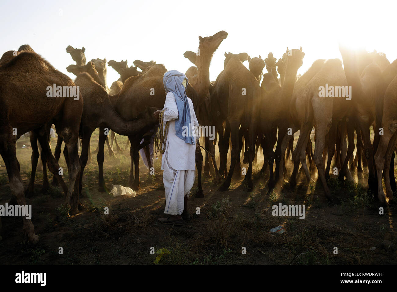 Szene in Pushkar Camel Fair, Trader tragen Turbane kümmert sich um seine Herde Kamele, Pushkar, Rajasthan, Indien Stockfoto