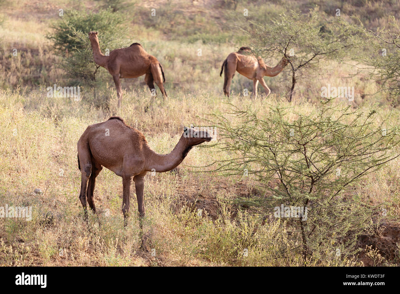 Szene in Pushkar Camel Fair, Kamele weiden auf dem Hügel in einem Dornbusch, Pushkar, Rajasthan, Indien Stockfoto