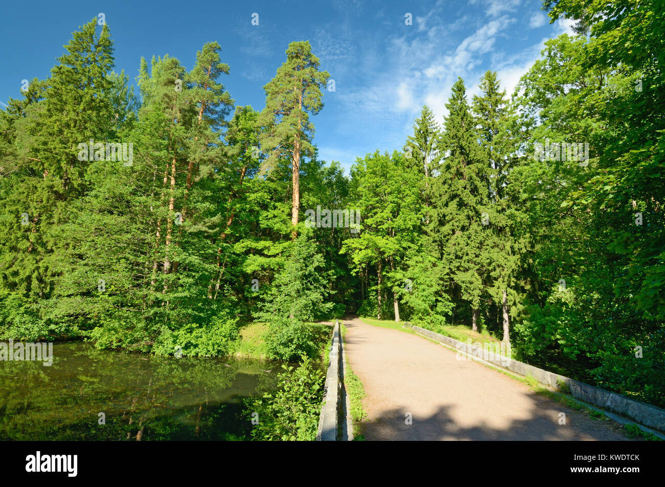 Wald Landschaft im Sommer. Hier wachsen Bäume. Stockfoto