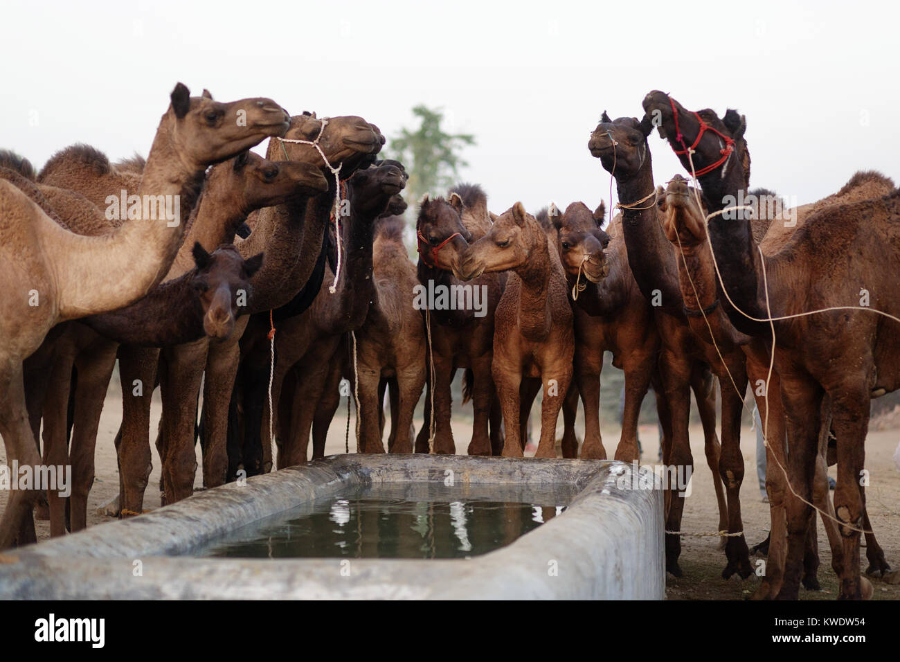 Szene in Pushkar Camel Fair, Herde Kamele von Wassertank und Trinken,  Rajasthan, Indien Stockfotografie - Alamy