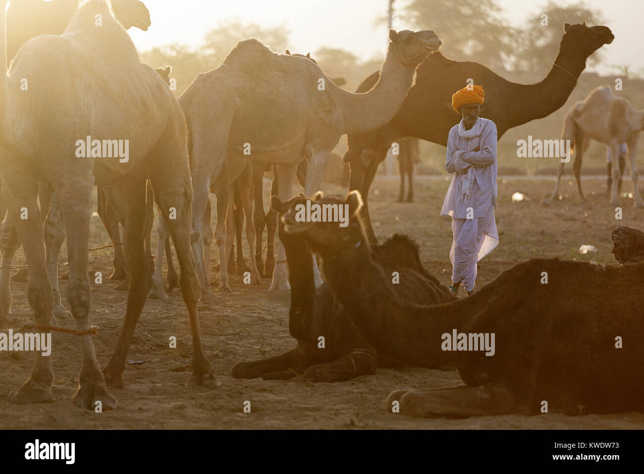 Szene in Pushkar Camel Fair, Männer Händler ansehen unter seinen Kamelen am Morgen des Handelstages, Rajasthan, Indien Stockfoto