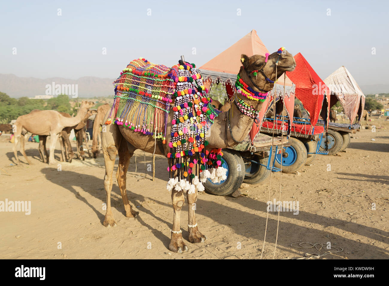 Szene in Pushkar Camel Camel Fair, eingerichtet für den Transport von Touristen rund um den Markt, Rajasthan, Indien Stockfoto