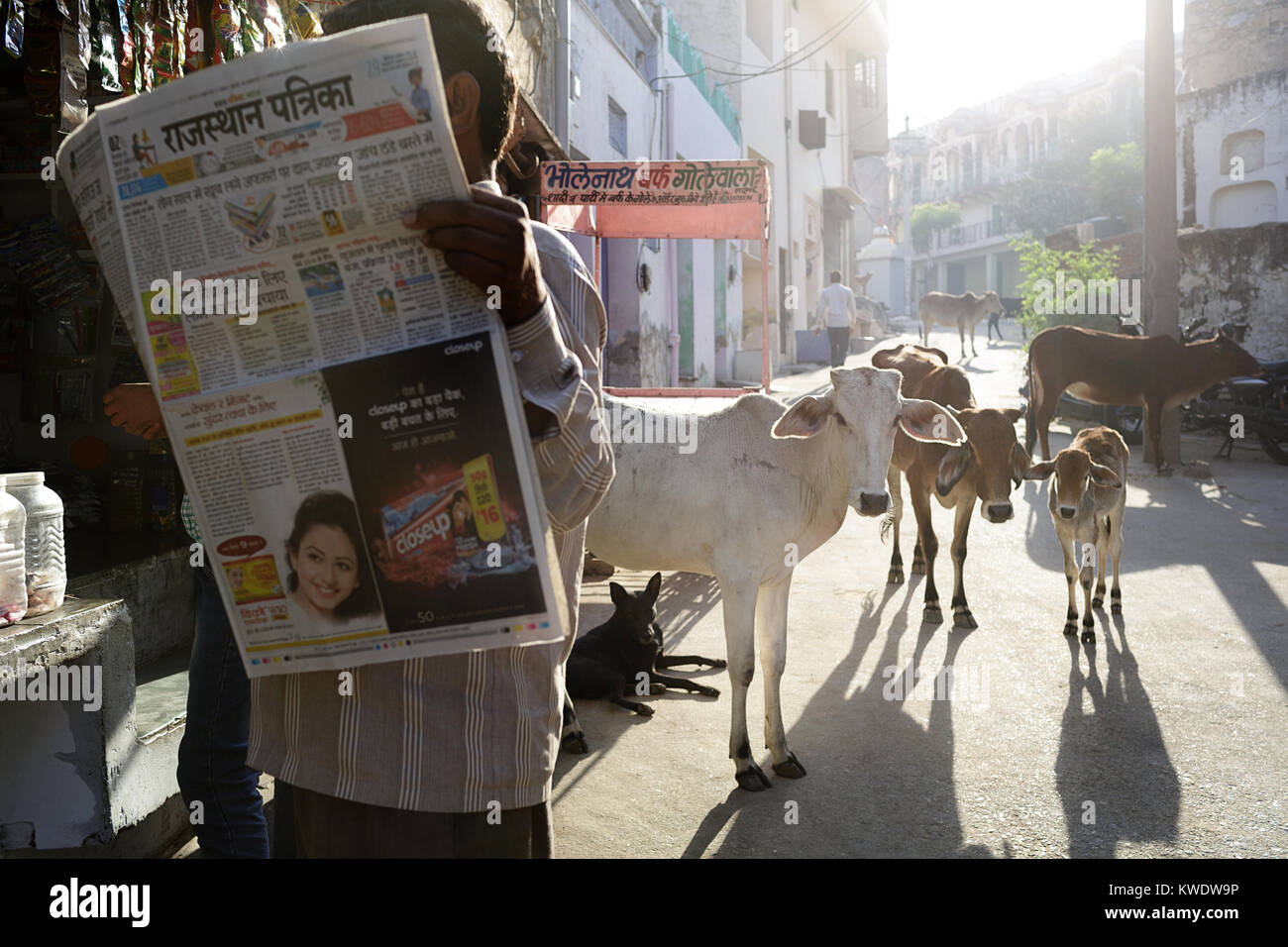 Straßenszene in Pushkar, Mann liest Zeitung im Morgenlicht mit Rinder und Hunde auf der Straße, Rajasthan, Indien. Stockfoto