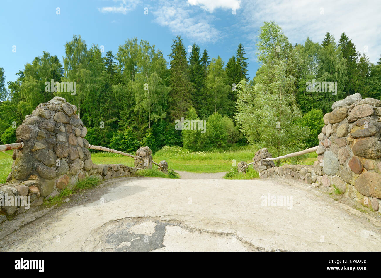 Wald Landschaft im Sommer. Hier wachsen Bäume. Stockfoto