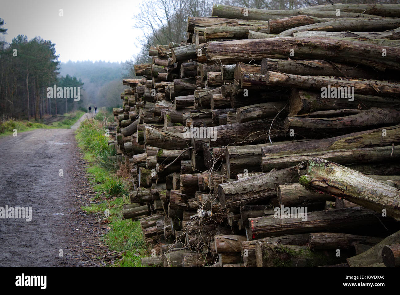 Stapel von gefällten Bäumen und gehackte Protokolle aufgetürmt in Broxbourne Woods, Winter, Großbritannien Stockfoto