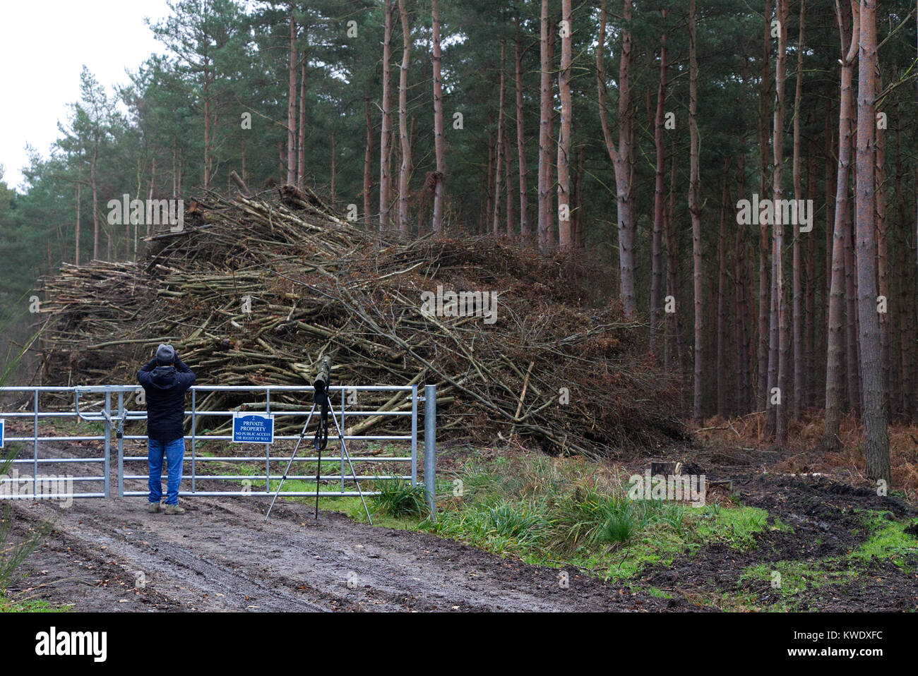 Vogelbeobachter suchen Parrot Cross-Bills in Broxbourne Woods, Winter, Großbritannien Stockfoto