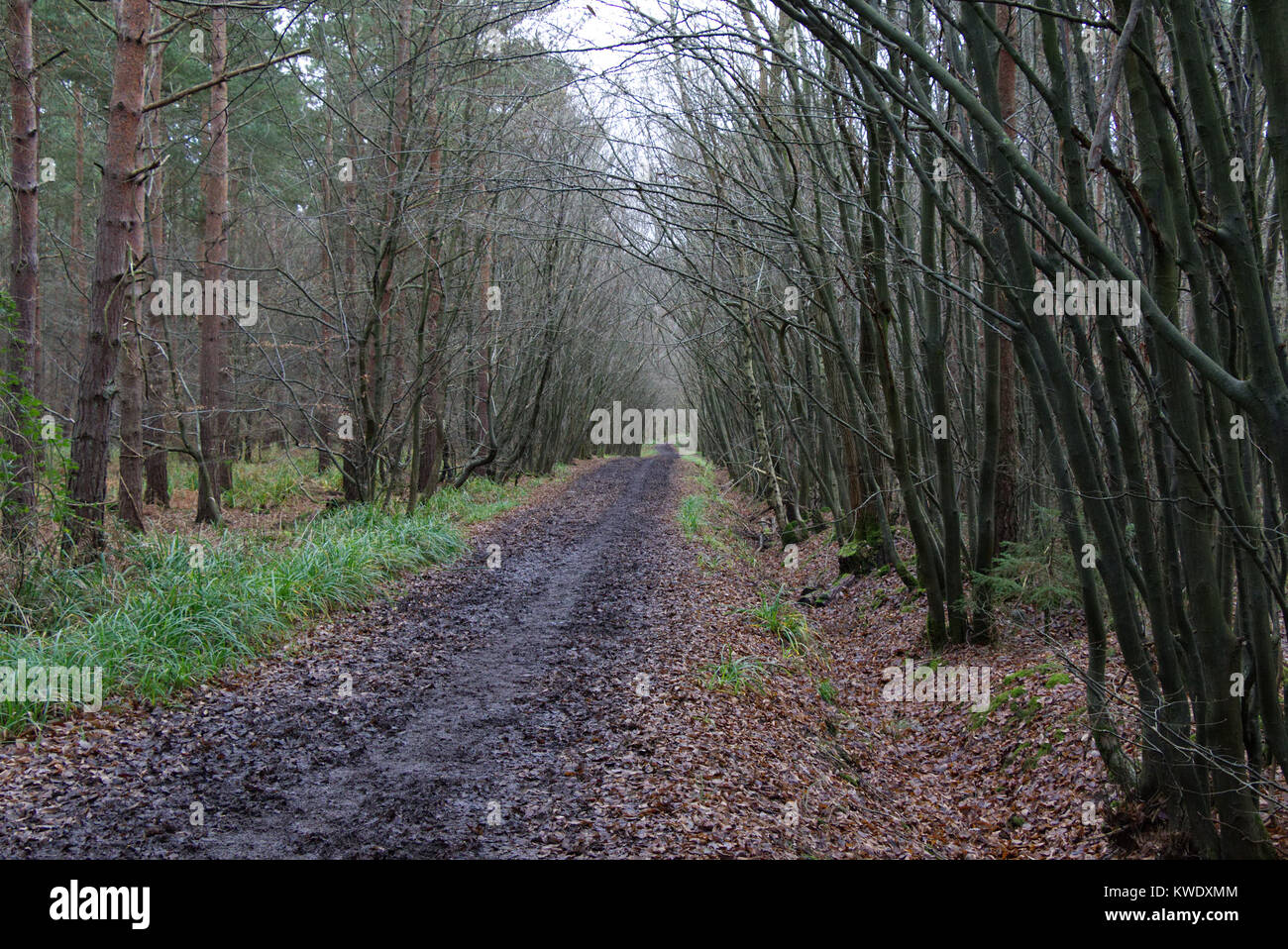 Schlammigen Pfad durch den Wald mit hohen Bäumen an beiden Seiten, Broxbourne Woods, Winter, Großbritannien Stockfoto