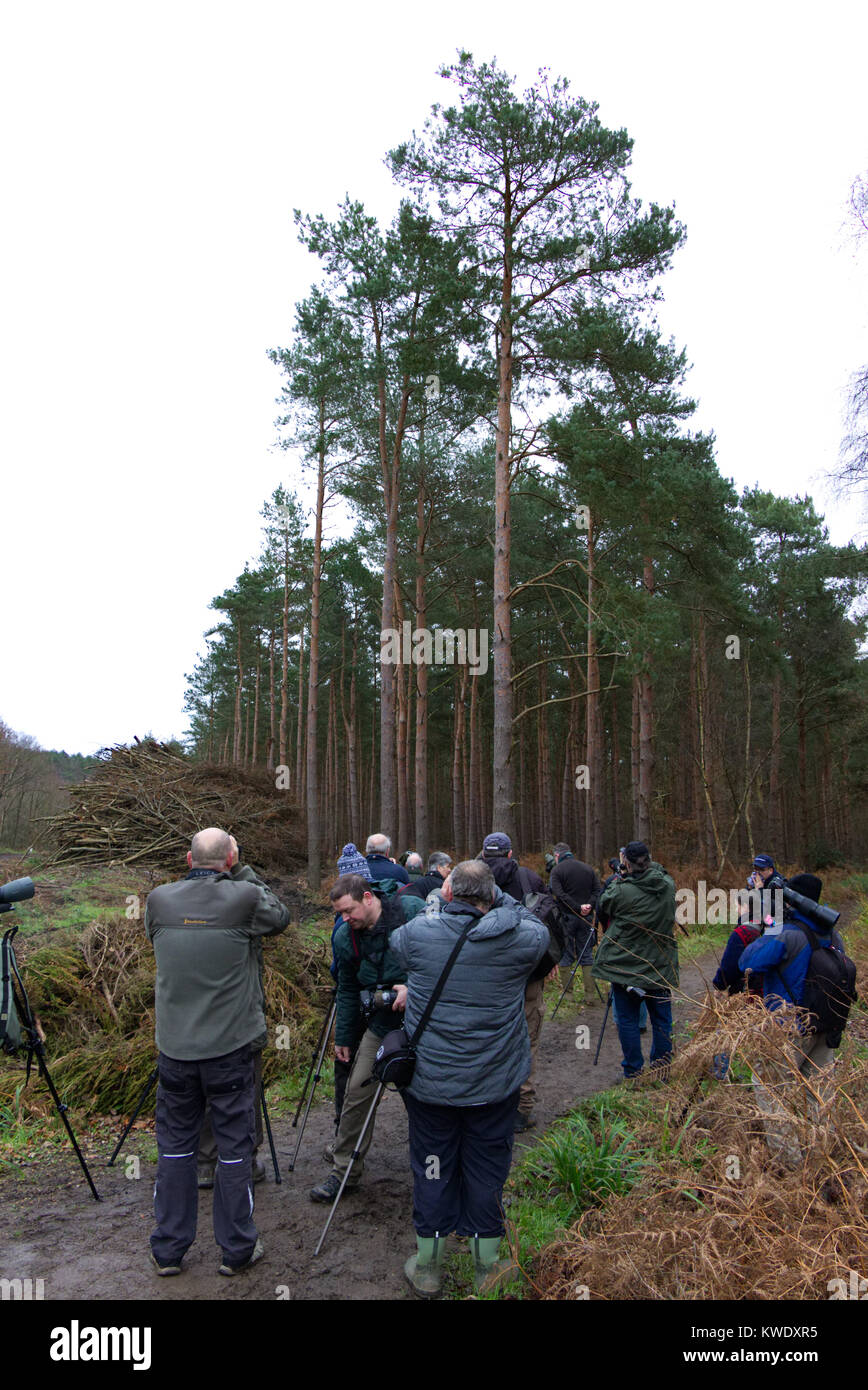 Vogelbeobachter suchen Parrot Cross-Bills in Broxbourne Woods, Winter, Großbritannien Stockfoto