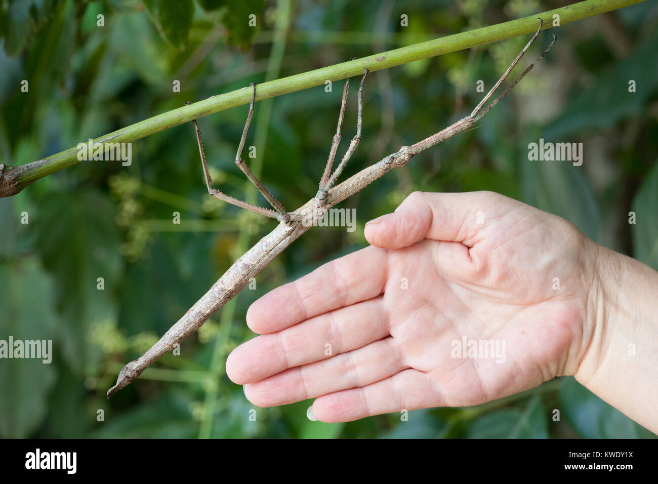 Strong Stick Insect (Anchiale briareus) erwachsenen weiblichen im Laub mit Hand für Skalieren. Daintree. Queensland. Australien. Stockfoto