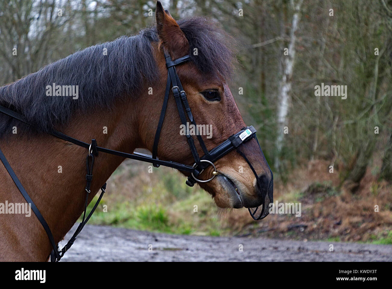 Pferdekopf gesehen von der einen Seite mit Wald im Hintergrund, Broxbourne Woods, Großbritannien Stockfoto
