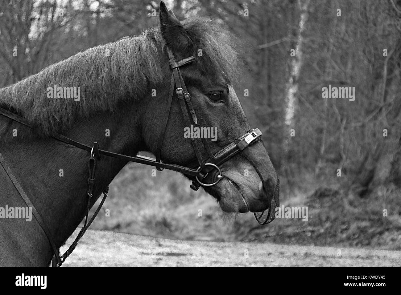 Pferdekopf gesehen von der einen Seite mit Wald im Hintergrund, Broxbourne Woods, UK, Schwarz und Weiß Stockfoto