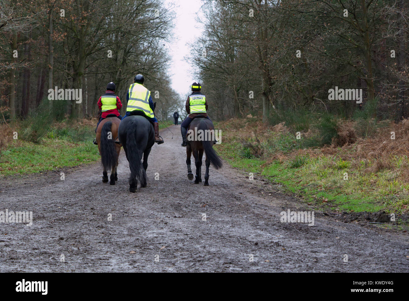 Frauen reiten Pferde durch Broxbourne Woods auf öffentlichen Fußweg, UK, Winter Stockfoto