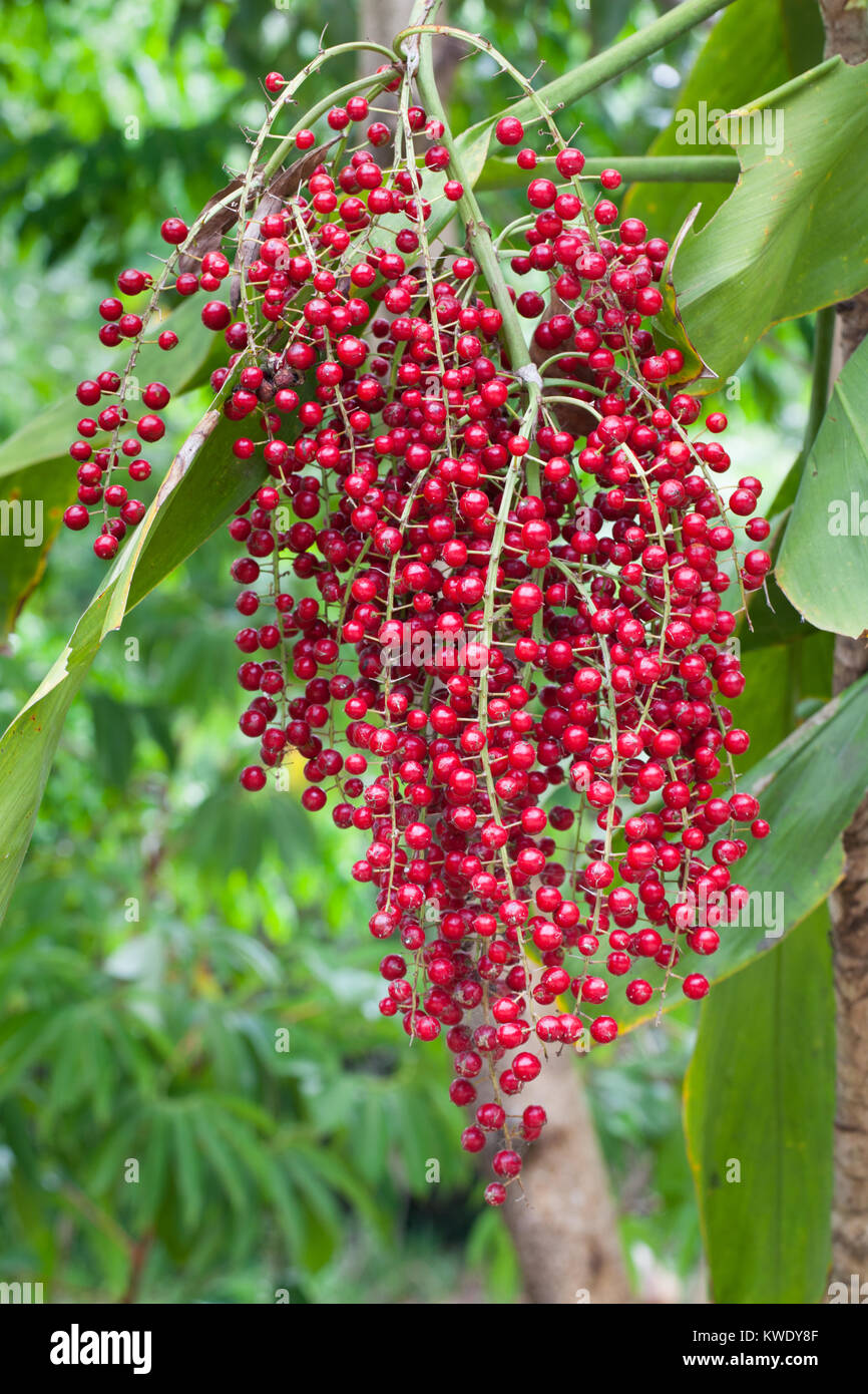 Riesige Palm-Lily (Cordyline Umgangsformen - suttoniae) Frucht. Daintree River. Queensland. Australien. Stockfoto