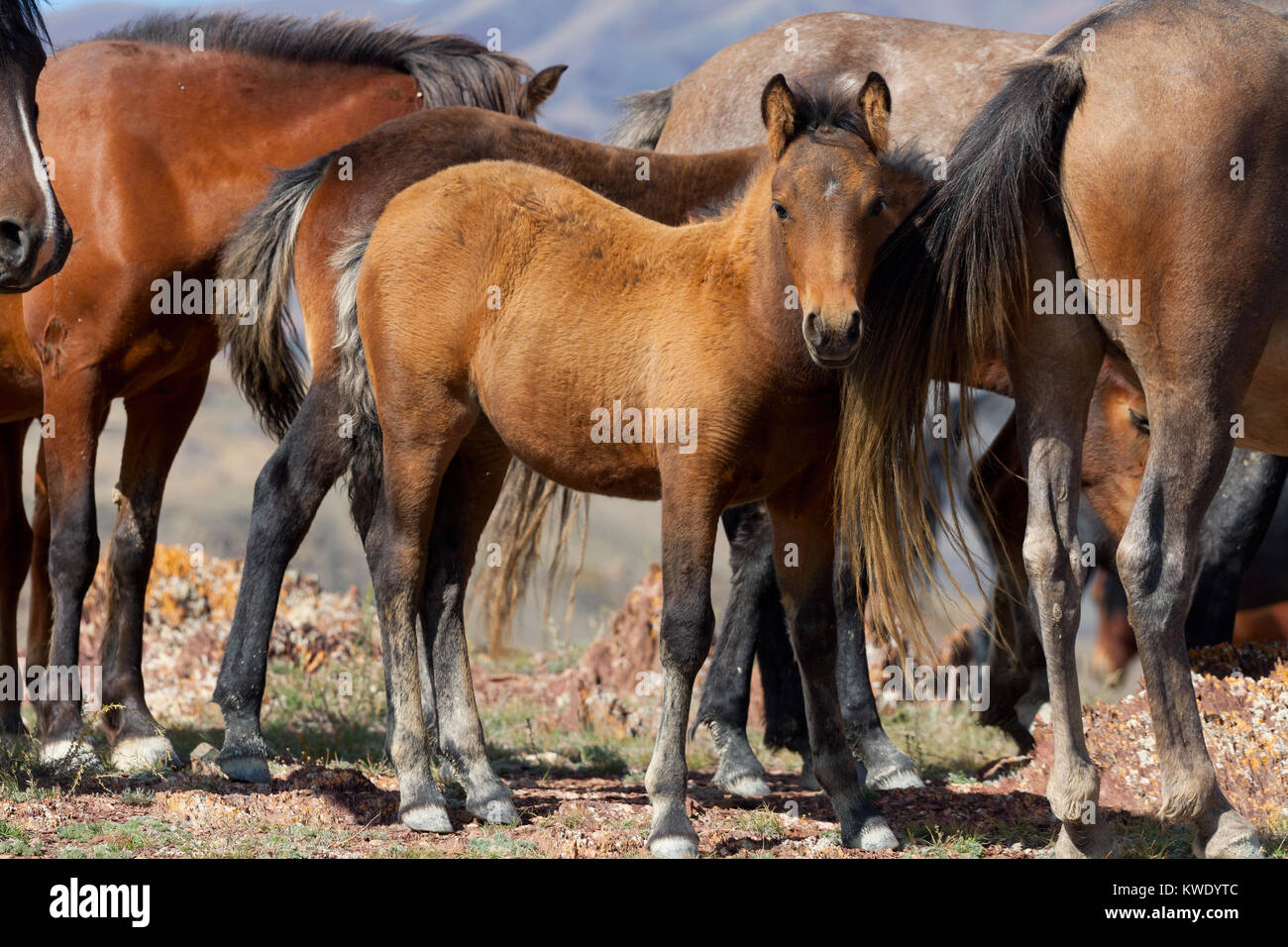 Eine Herde von Pferden mit Fohlen Stockfoto