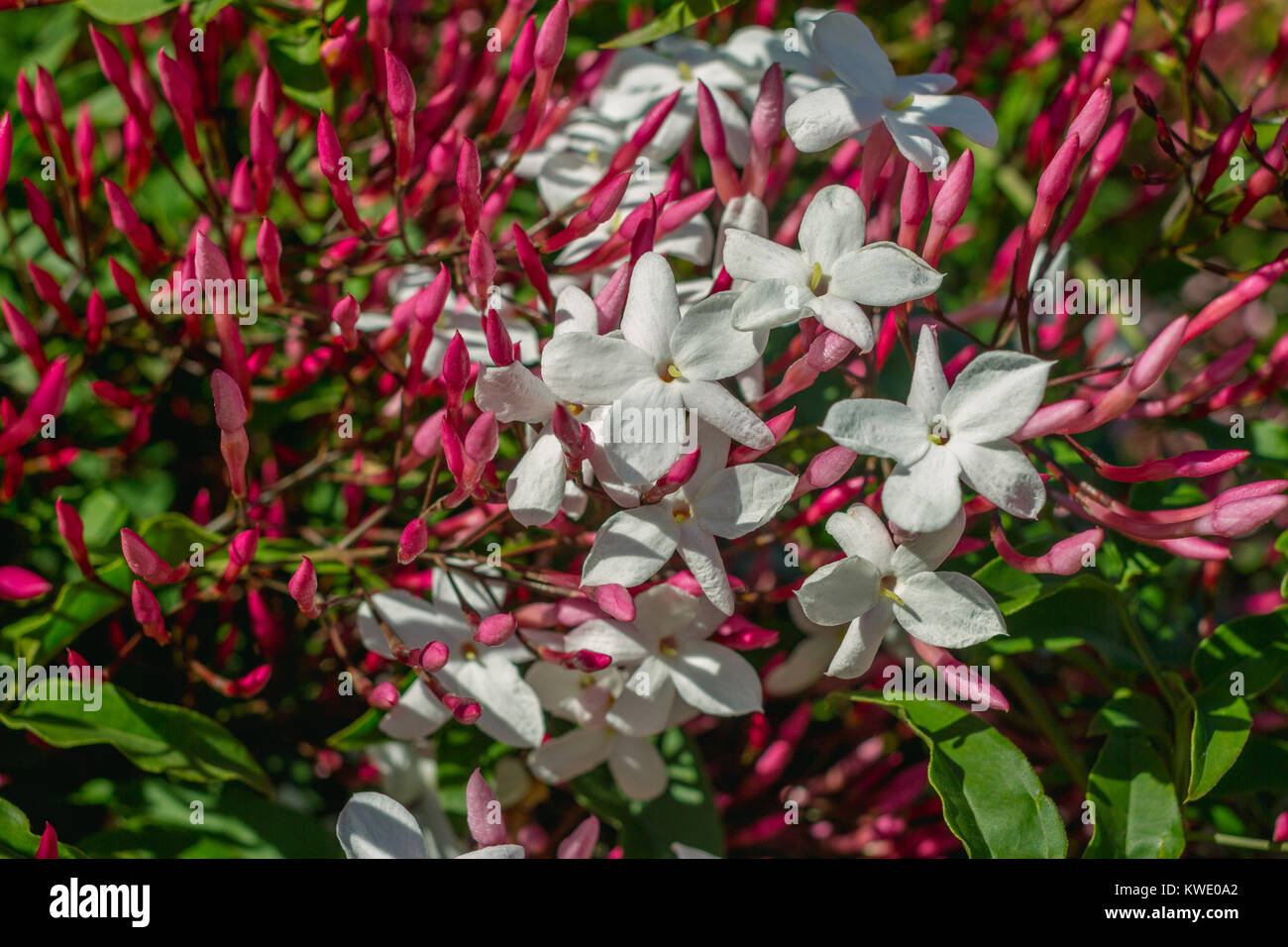 Closeup horizontale Foto von Star Jasminblüten. Jasminum polyanthum, weiß und rosa Jasmin Stockfoto