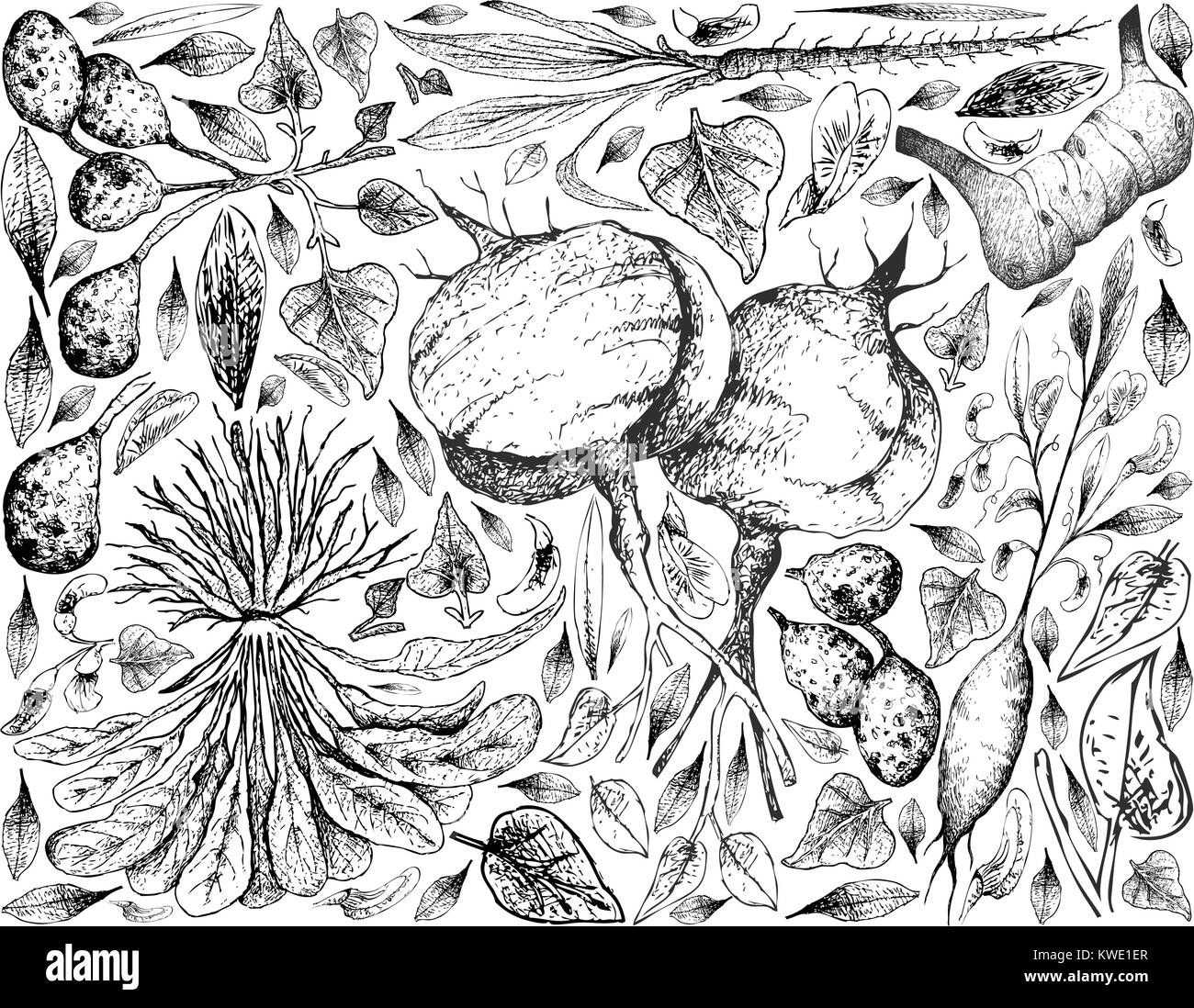 Root und knötchenförmige Gemüse, Hintergrund von Hand gezeichnete Skizze von Ulluco, Skirret, Schwarzwurzel, Jicama, Galgant und Earthnut Pea Pflanzen ist Stock Vektor