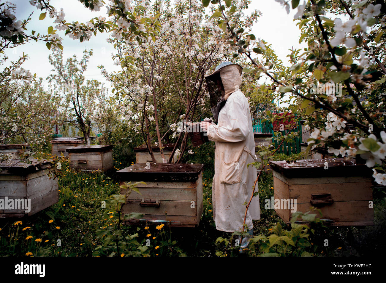 Frau tragen von Arbeitskleidung halten Bienenstock Raucher im Hof Stockfoto