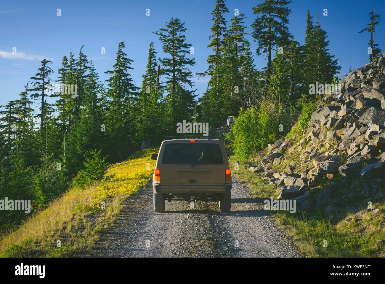 Sport Utility Vehicle über unbefestigte Straße gegen Bäume am Mount Rainier National Park Stockfoto