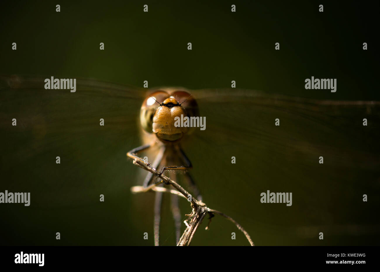 Nahaufnahme von dragonfly Stockfoto