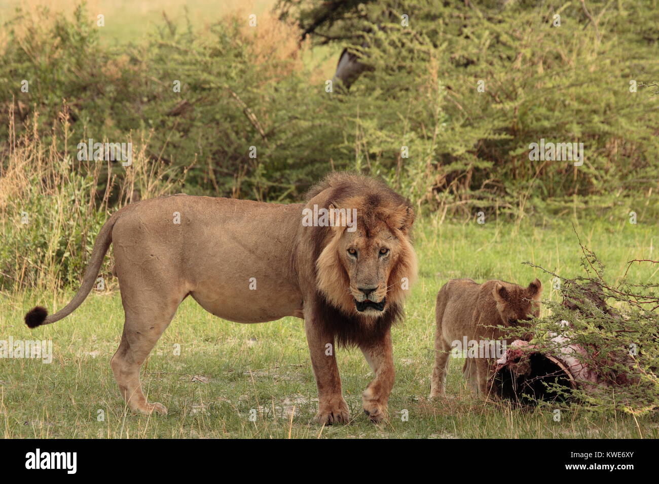 Männliche Löwe mit Kill und Lion Cub Stockfoto
