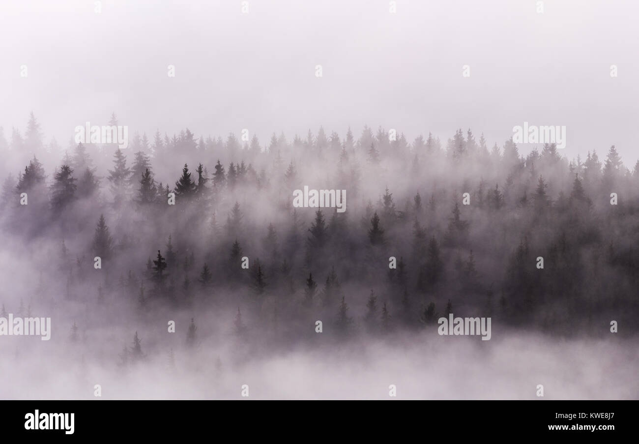 Nebel über Pinienwälder. Misty Morning view in nassen Bergwelt. Stockfoto
