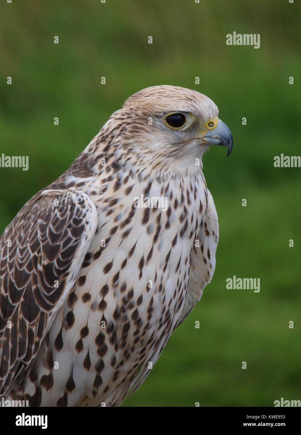 Hybrid-Falcon Stockfoto