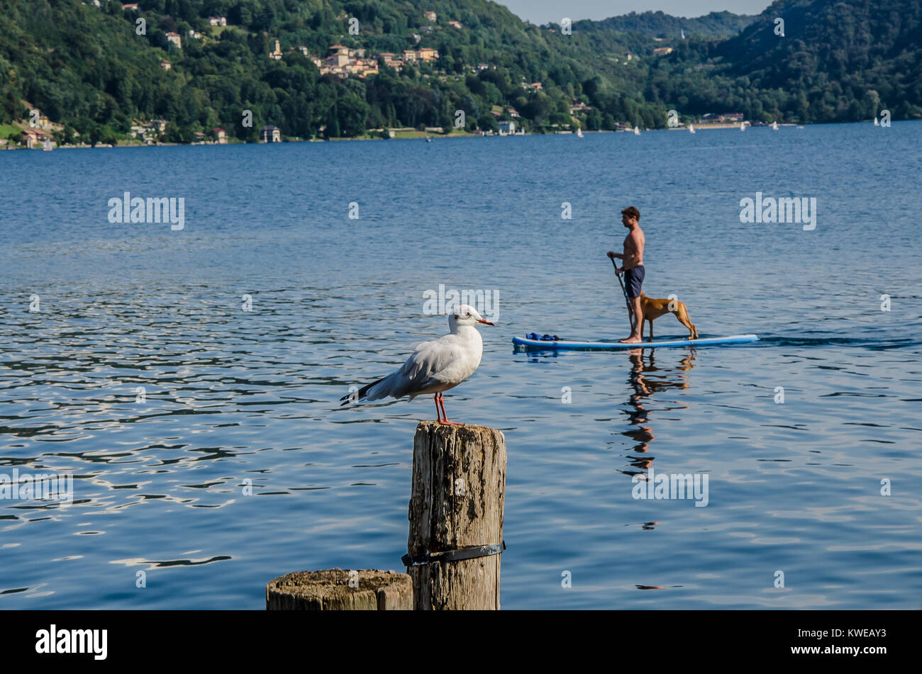 Hund auf paddelbrett Fotos und Bildmaterial in hoher Auflösung Alamy