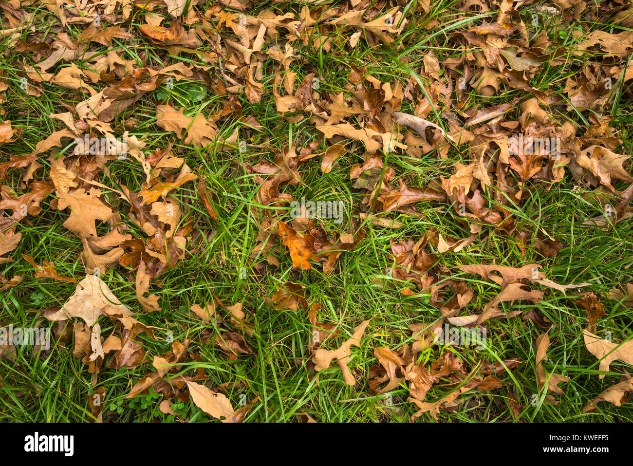 Blätter im Herbst fallen auf Chickamauga Schlachtfeld. Stockfoto