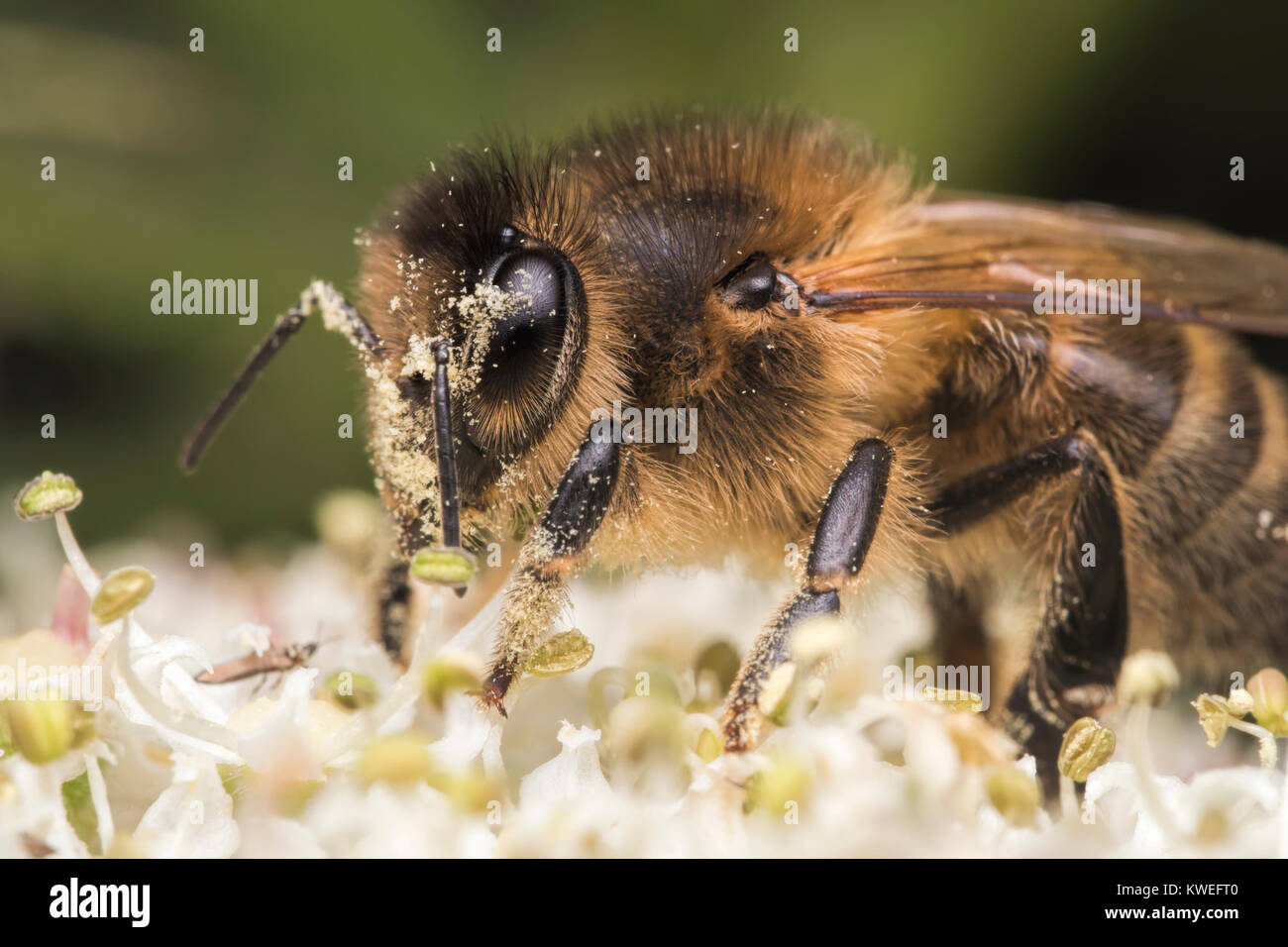 Nahaufnahme Foto einer Honigbiene (Apis mellifera), die auf einer Blume und in Pollen bedeckt. Cahir, Tipperary, Irland. Stockfoto