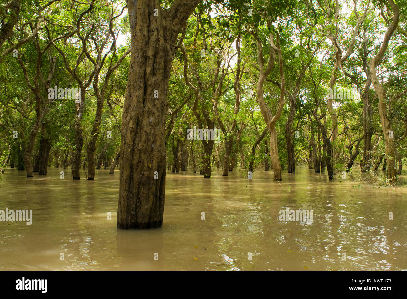 Floating überflutet ertrunken Wald von Bäumen in der Nähe von Kampong Phluk, Siem Reap, Kambodscha, Süd Ost Asien. Geheimnis und Abenteuer während der Regenzeit Regenzeit Stockfoto