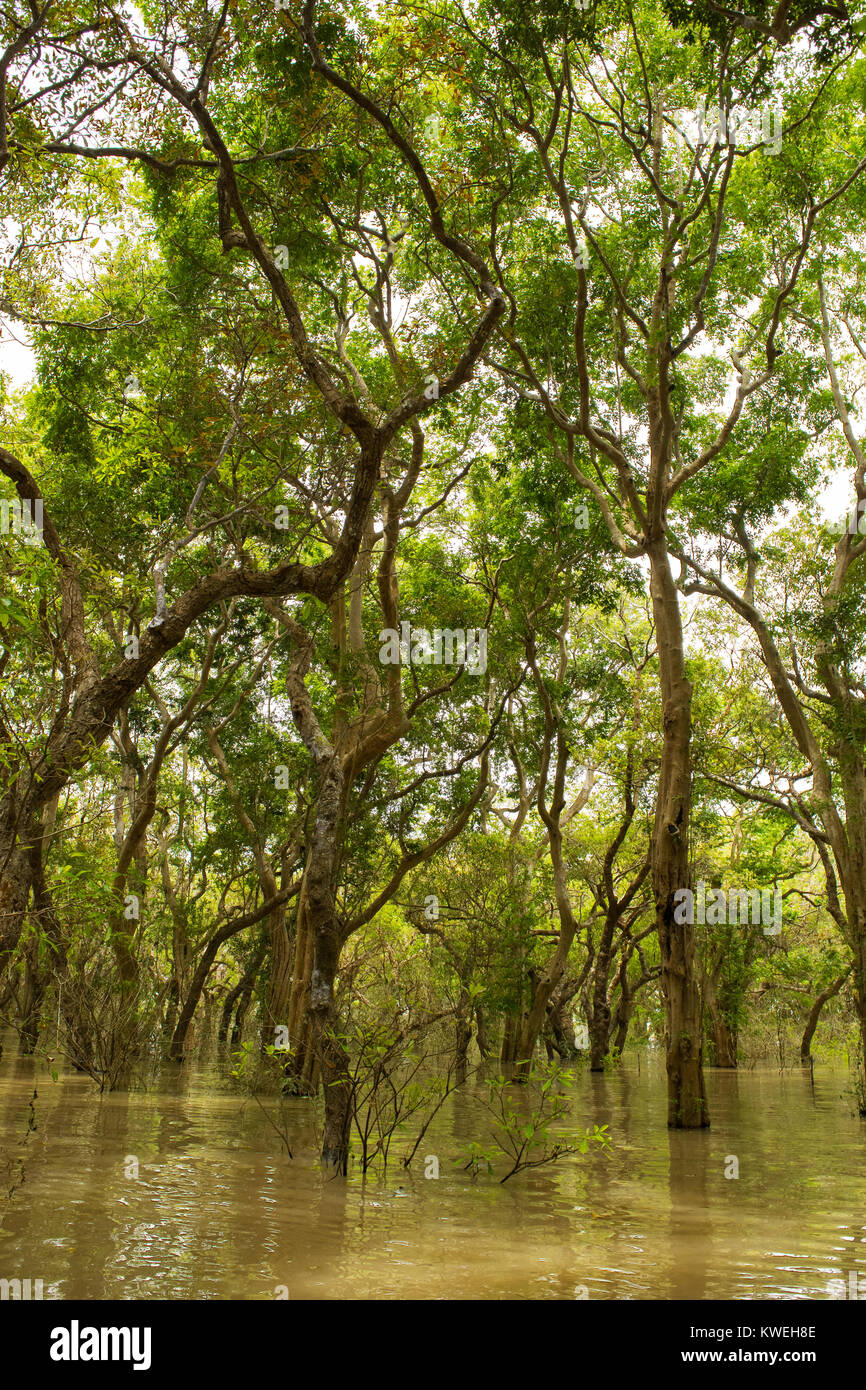 Floating überflutet ertrunken Wald von Bäumen in der Nähe von Kampong Phluk, Siem Reap, Kambodscha, Süd Ost Asien. Geheimnis und Abenteuer während der Regenzeit Regenzeit Stockfoto
