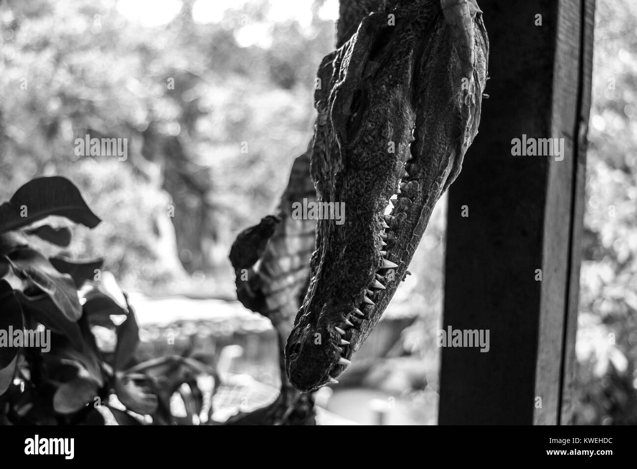 Der Kopf einer kleinen Krokodil, hängen auf dem Display mit dem Rest des gehäutet und getrockneten Körper, in einem schwimmenden Restaurant in Kampong Phluk, Kambodscha Stockfoto