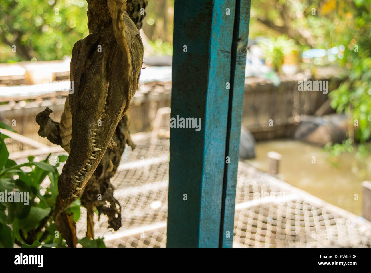 Der Kopf einer kleinen Krokodil, hängen auf dem Display mit dem Rest des gehäutet und getrockneten Körper, in einem schwimmenden Restaurant in Kampong Phluk, Kambodscha Stockfoto