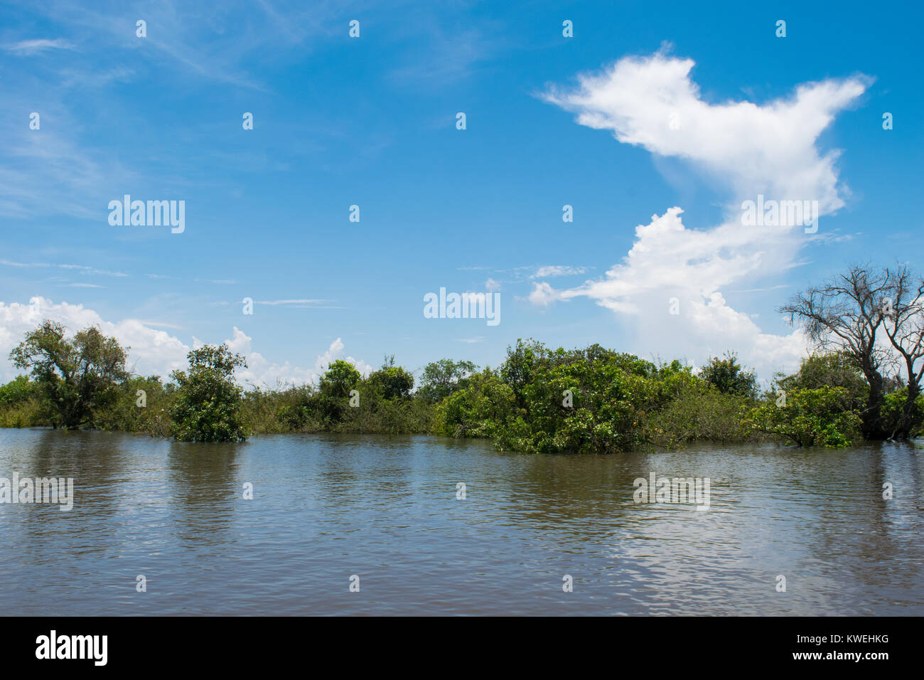 Natürliche Landschaft Vegetation, wie vom Boot auf dem Weg nach Kampong Phluk schwimmenden Dorf gesehen. Tonle Sap Fluss und See, Siem Reap, Kambodscha, Asien Stockfoto