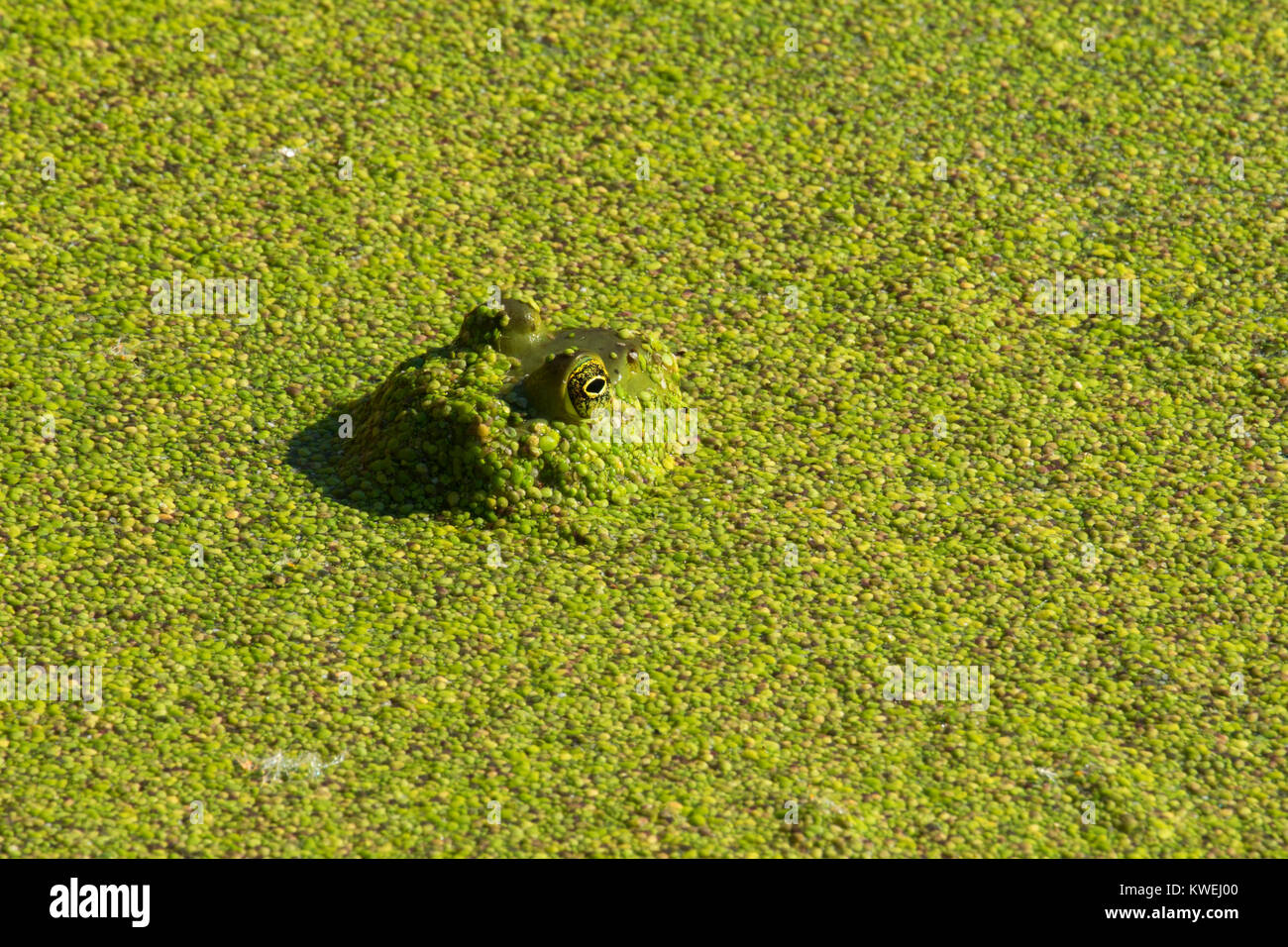 Frosch im Wasserlinsen, Talking Water Gardens, Albany, Oregon Stockfoto