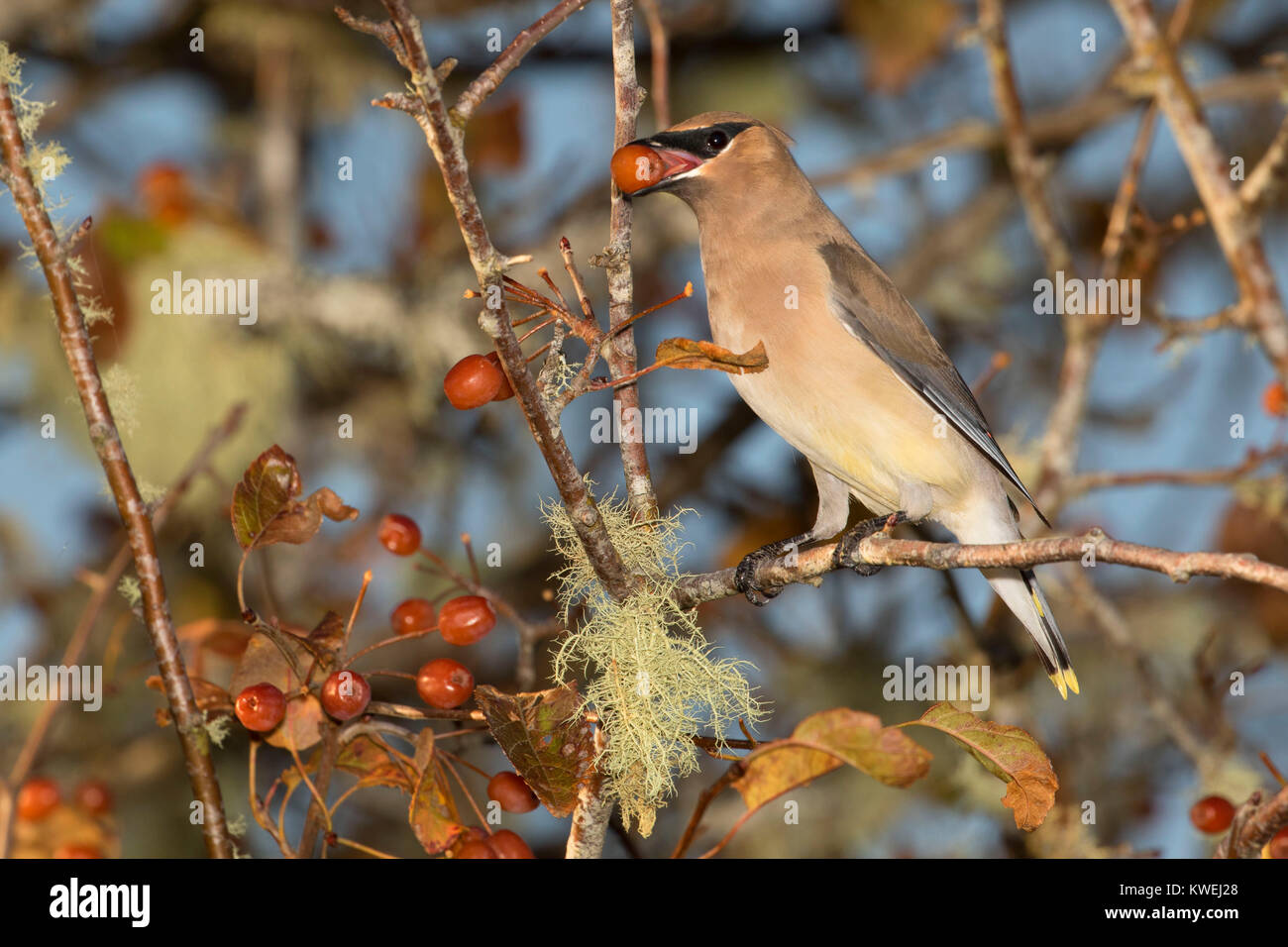 (Cedar waxwing Bombycilla cedrorum), Siletz Bay National Wildlife Refuge, Oregon Stockfoto