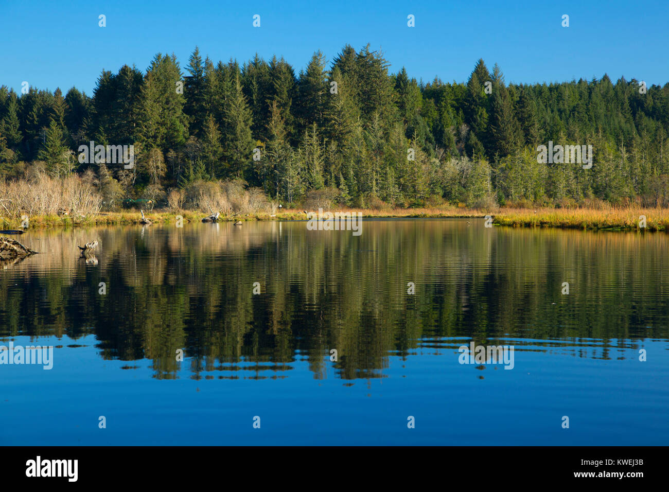 Beaver Creek, Brian stand State Park, Oregon Stockfoto