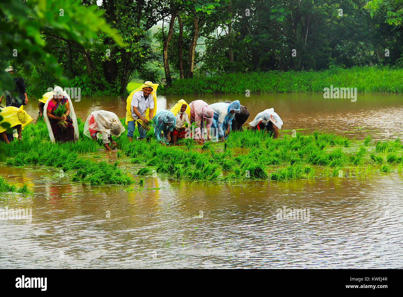 Männer und Frauen, die im Reisfeld, Paddy Anbau, in der Nähe von Lavasa, Pune Stockfoto