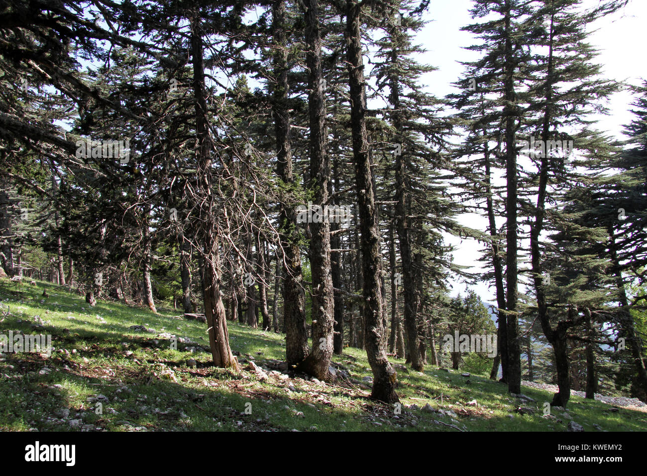 Pelz - Bäume im dichten Wald in der Türkei Stockfoto