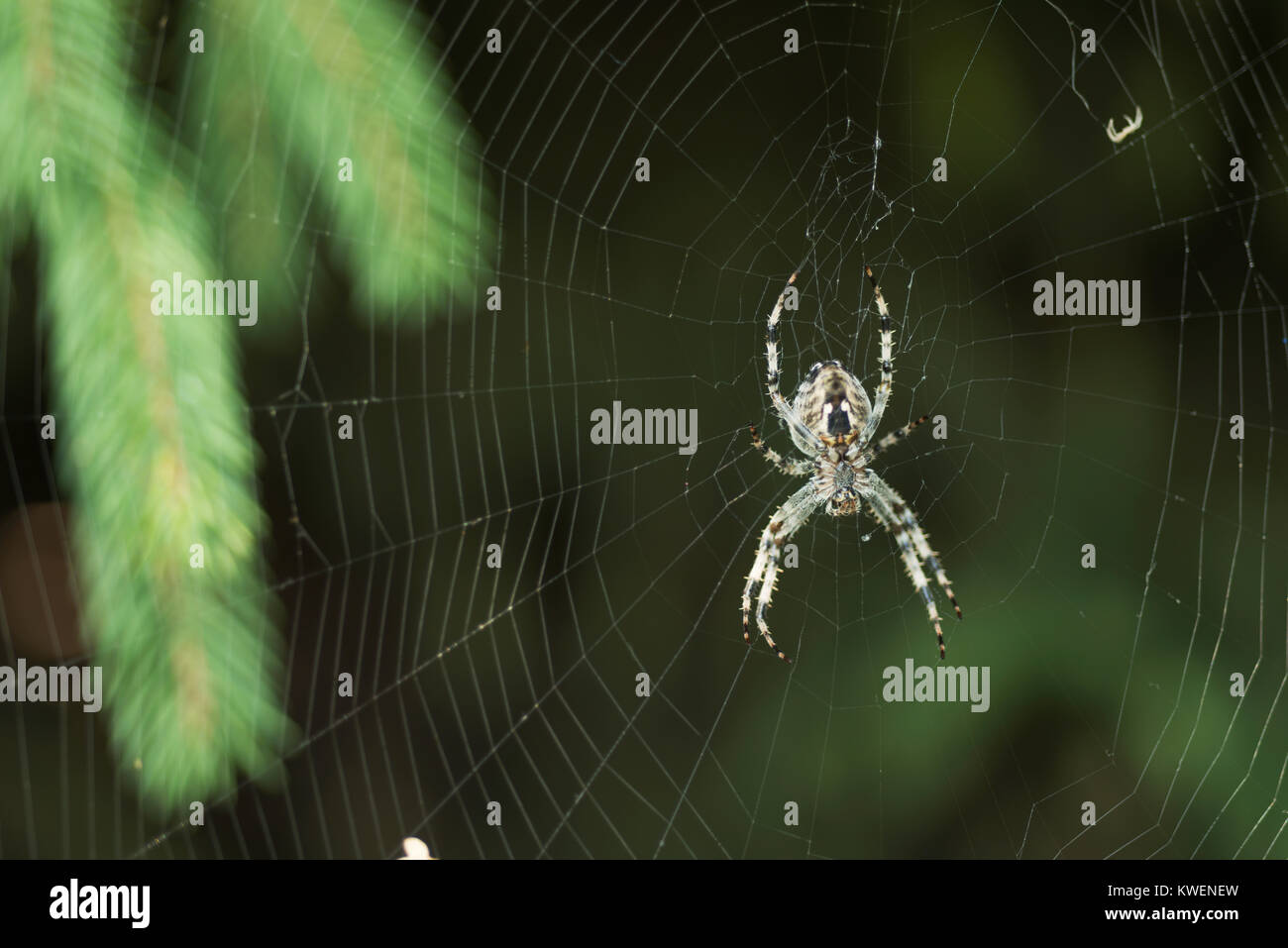 Eine Spinne auf einem Webserver Stockfoto