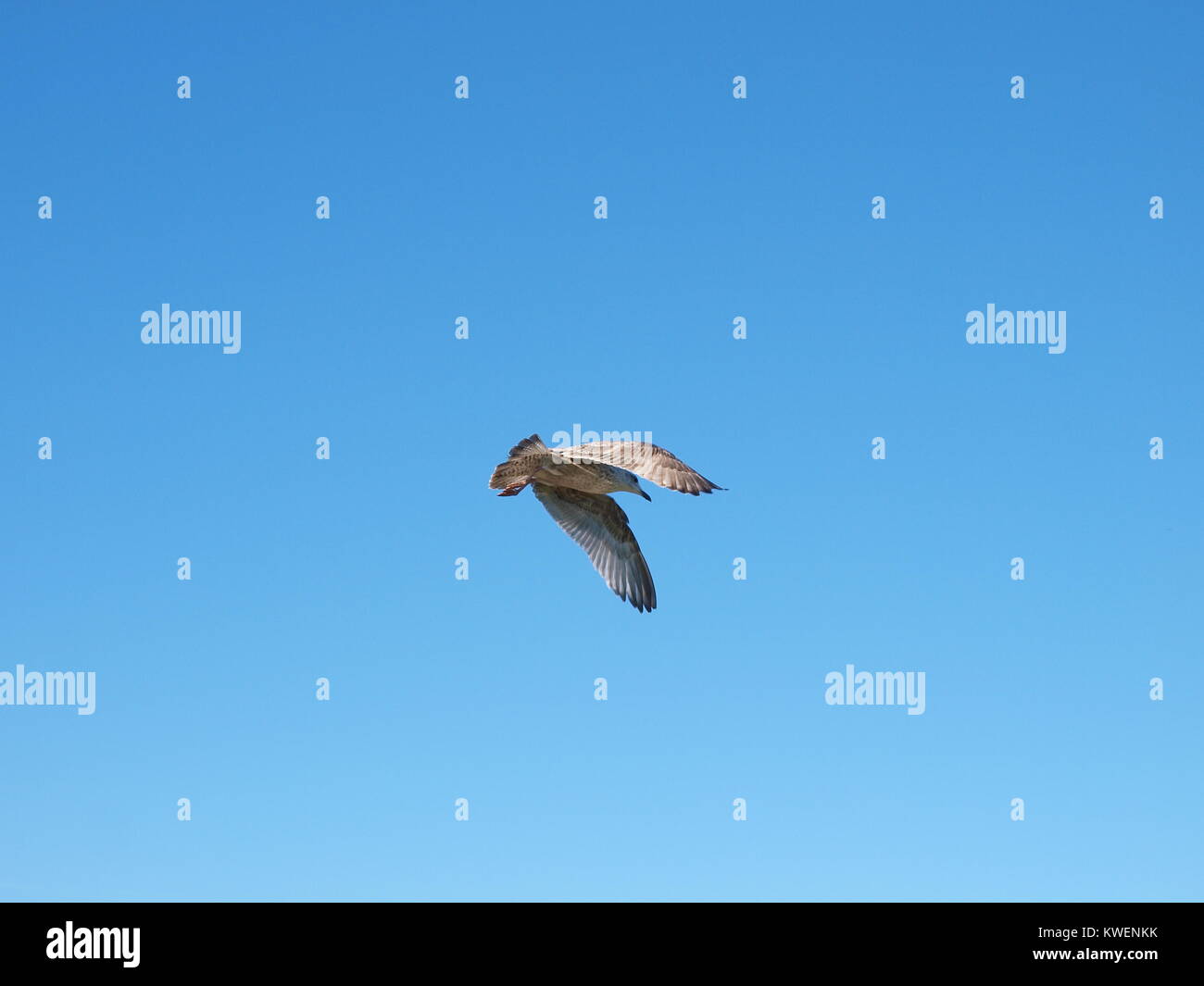 Möwe im Flug Stockfoto