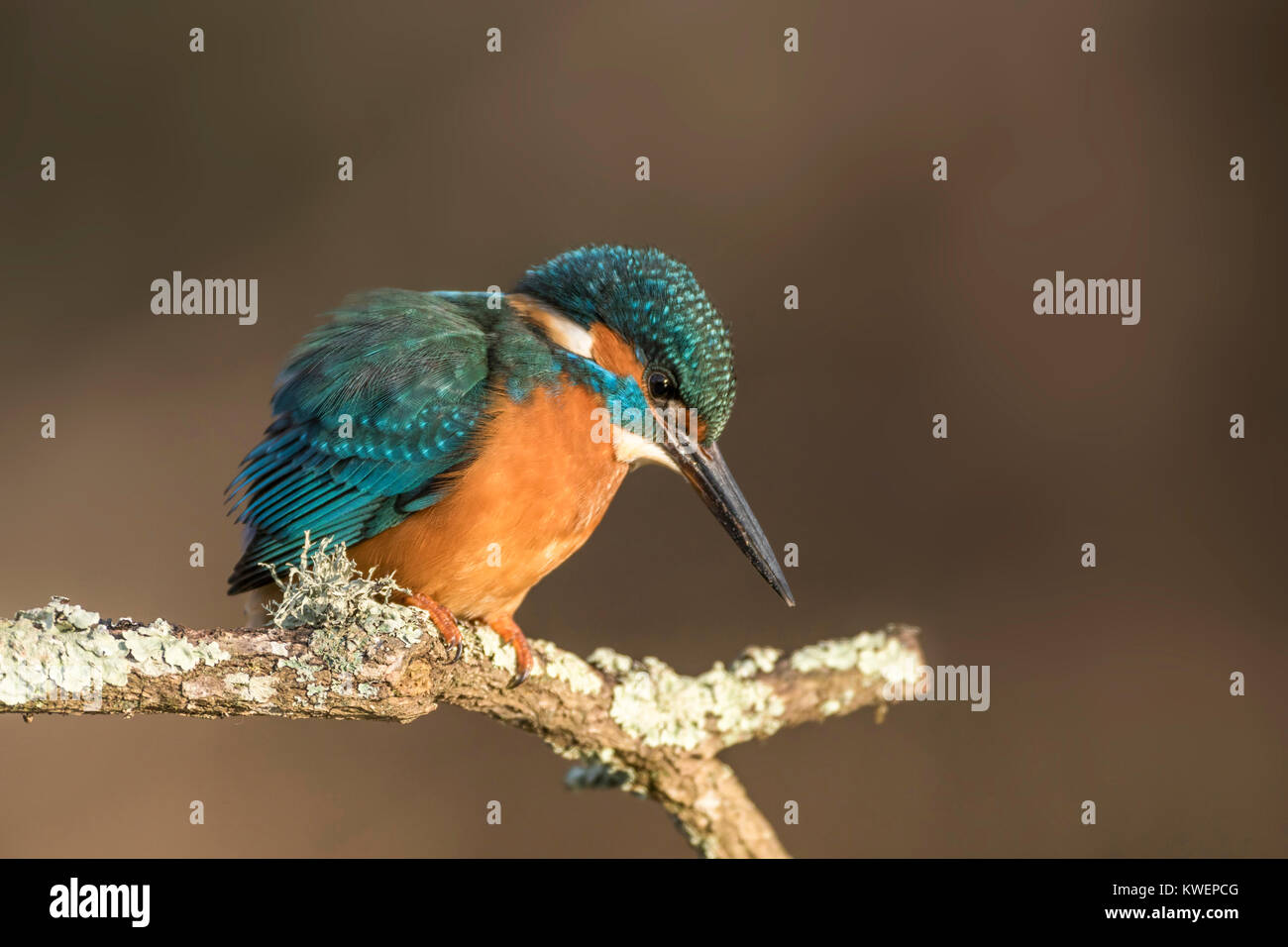 Gemeinsame Eisvogel, Alcedo athis, gegen diffusen dunklen Hintergrund auf Flechten bedeckt Niederlassung gelegen, mitten im Winter auf einem Oxfordshire stream Stockfoto