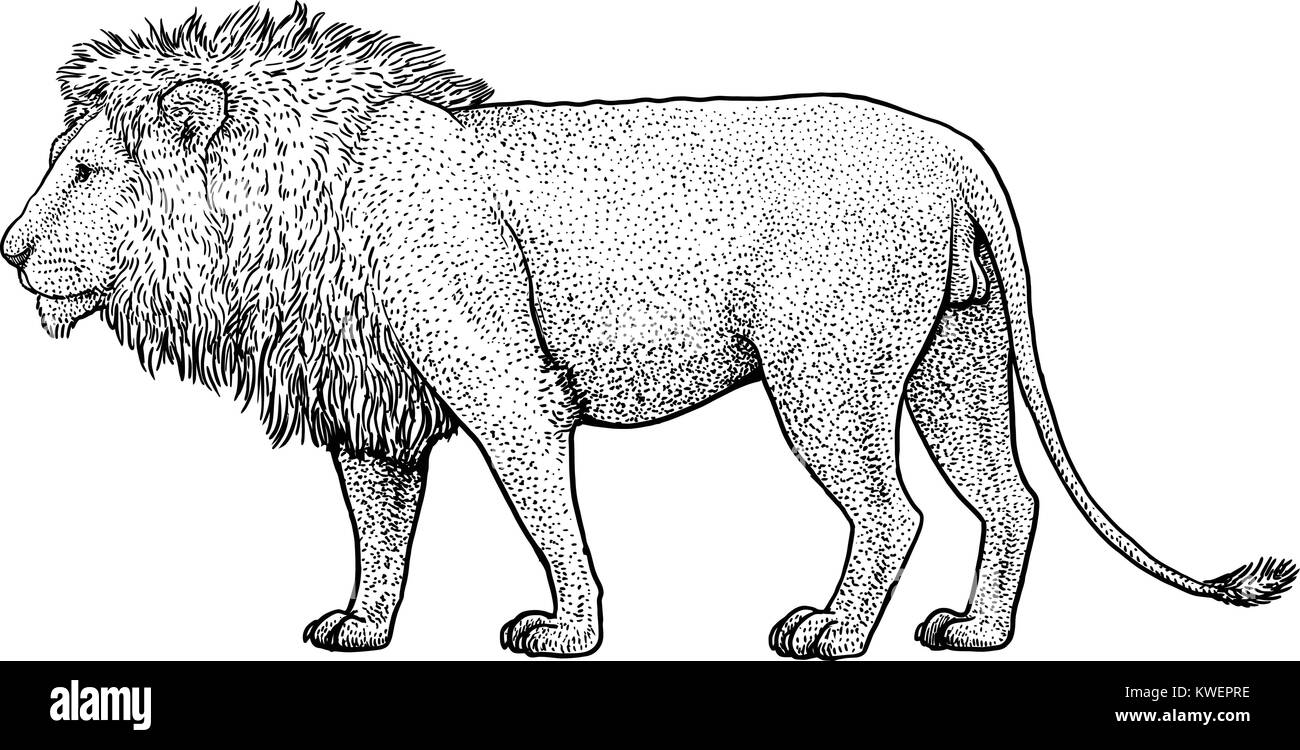 Lion Abbildung, Zeichnung, Gravur, Tinte, Strichzeichnungen, Vektor Stock Vektor
